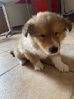 CHIOT