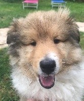 CHIOT