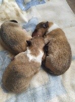 CHIOT