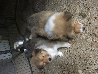 CHIOT
